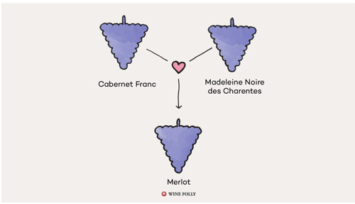 A diagram displaying the Merlot-making process at Good Harbor Vineyards in Lake Leelanau, MI