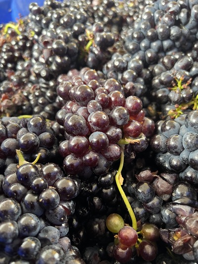 Pinot Meunier grapes ready for harvest at Good Harbor Vineyards in Lake Leelanau, MI